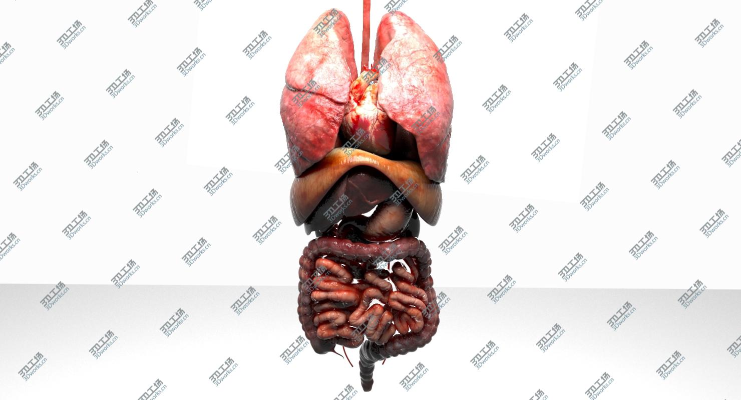 images/goods_img/20210113/Human Internal Organs 3D model/3.jpg